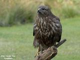 Buizerd in mijne tuin